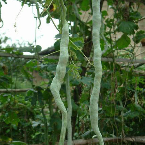 Long-Snake-Bean-Seeds