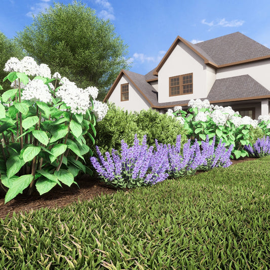 Digitally Rendered Low border Garden Bed with a mix of summer-flowering shrubs and perennials and an evergreen backdrop.