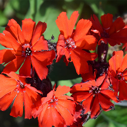 Lychnis-Fulgens-Lychnis-Seeds