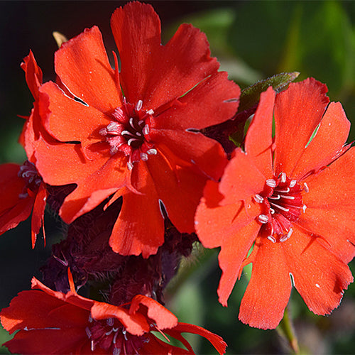 Lychnis-Fulgens-Lychnis-Seeds
