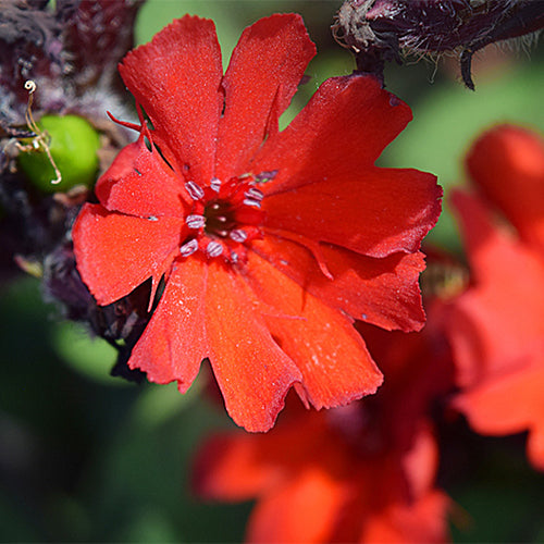 Lychnis-Fulgens-Lychnis-Seeds