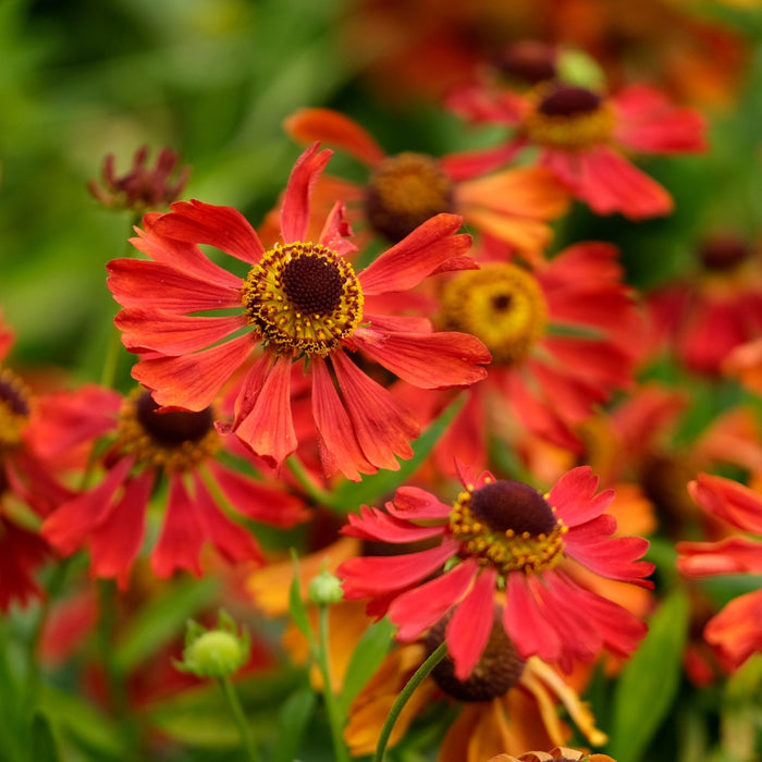 Close-up of Mariachi Salsa Helenium showing red to orange-red petals around a dark brown cone in summer