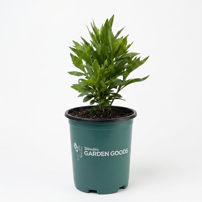 A green leafy plant in a dark teal-green plastic nursery pot with the 'Mossy Oak Garden Goods' logo printed on the front, set against a plain white background.