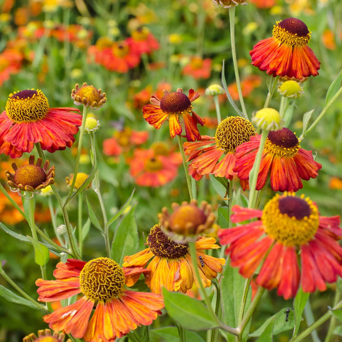 Mariachi Salsa Helenium blooming in a sunny border with compact upright growth and vivid red late-season flowers