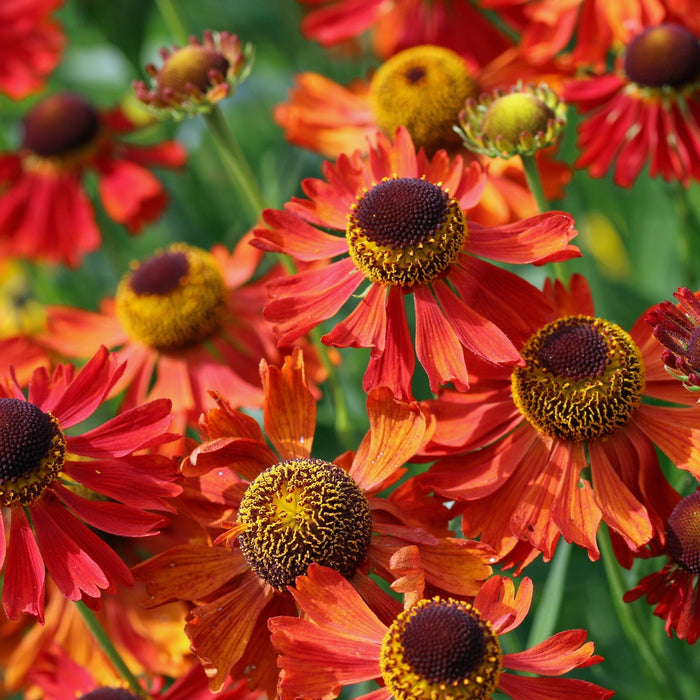 Mariachi Salsa Helenium planted with grasses and pollinator perennials in a sunny garden for late-summer color