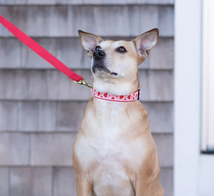 Martingale Collar | Heart to Heart