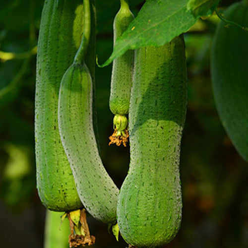 Meat-Luffa-Seeds