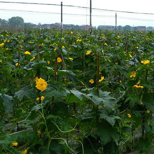 Meat-Luffa-Seeds