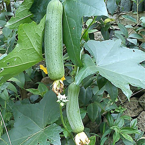 Meat-Luffa-Seeds