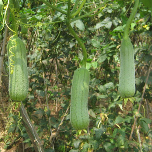 Meat-Luffa-Seeds