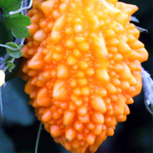Momordica charantia Seeds