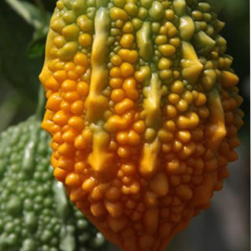 Momordica charantia Seeds