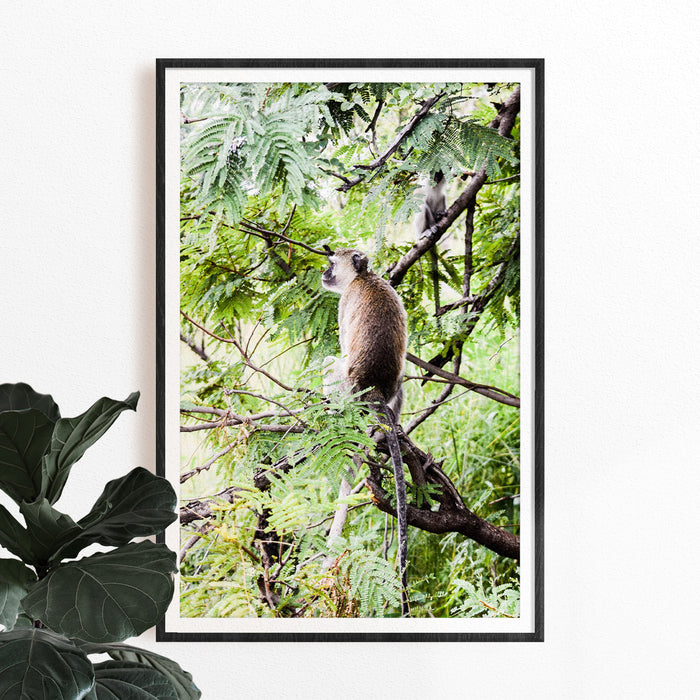 Monkey with Leaves Photographic Hahnemühle Print