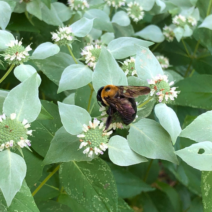 Close-up of Mountain Mint showing pale clustered blooms, silvery bracts, and aromatic green foliage in summer