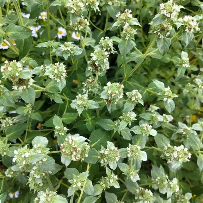 Mountain Mint with upright clump-forming habit, narrow fragrant leaves, and soft silver-tipped flowering stems