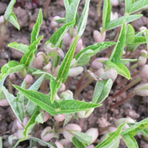 Mung-Bean-Green-Gram-Seeds