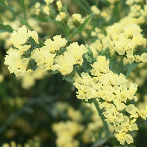 Myosotis-Alpestris-Statice-Seeds