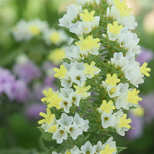 Myosotis-Alpestris-Statice-Seeds