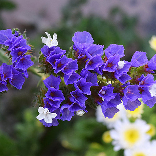 Myosotis-Alpestris-Statice-Seeds