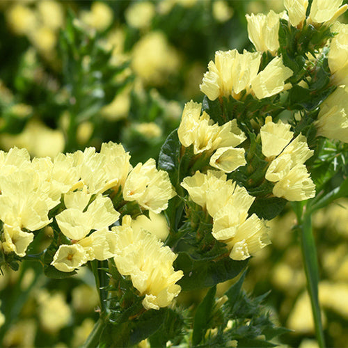 Myosotis-Alpestris-Statice-Seeds