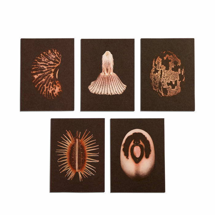 No. 5 Origins Small Print Set