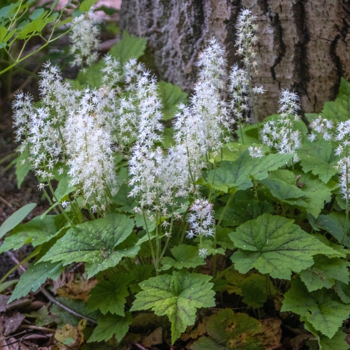 Oakleaf Foamflower growing in a shady woodland border with low oak-shaped foliage and airy white spring flower spikes