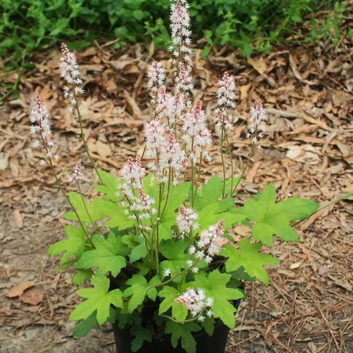 oakleaf foamflower in a one-gallon pot