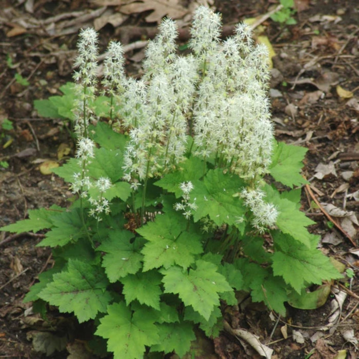 Oakleaf Foamflower with compact mounded habit, oak-like leaves, and red-bronze seasonal foliage color in shade