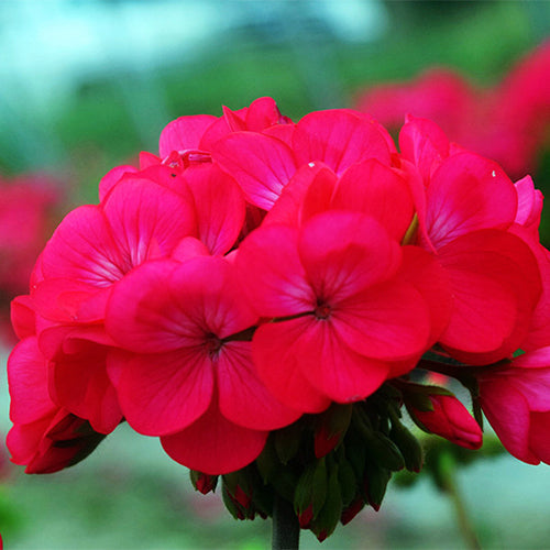 Pelargonium-Hortorum-Geranium-Seeds