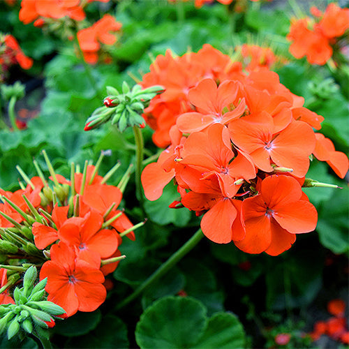 Pelargonium-Hortorum-Geranium-Seeds