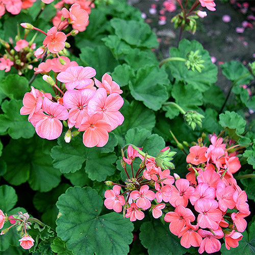 Pelargonium-Hortorum-Geranium-Seeds