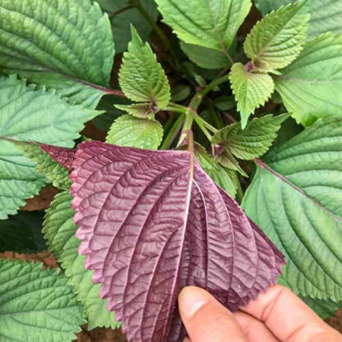 Perilla-Frutescens-Bicolor-Perilla-Seeds