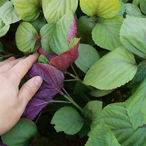 Perilla-Frutescens-Bicolor-Perilla-Seeds