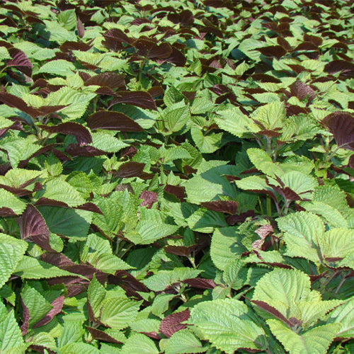 Perilla-Frutescens-Bicolor-Perilla-Seeds