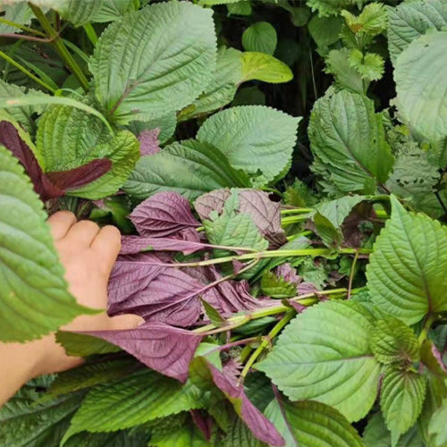 Perilla-Frutescens-Bicolor-Perilla-Seeds