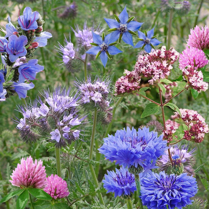 Pollinator Beebom Seedbom