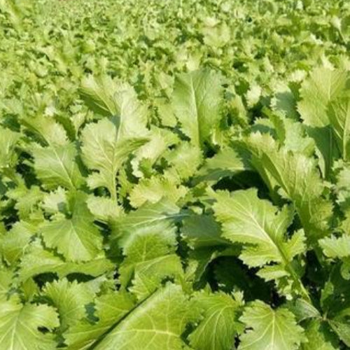Potherb Mustard & Brassica Juncea Seeds