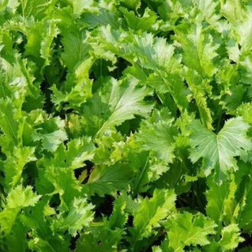 Potherb Mustard & Brassica Juncea Seeds