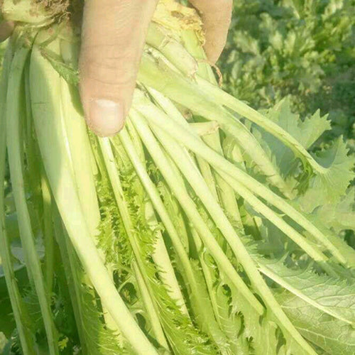 Potherb Mustard & Brassica Juncea Seeds