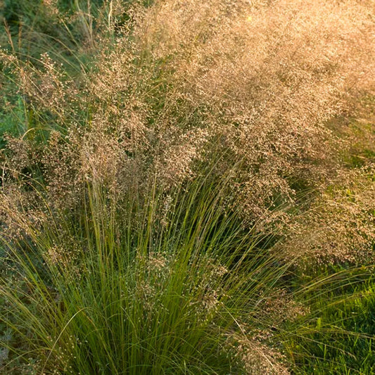 Prairie Dropseed Grass forming a graceful fountain-shaped mound in a sunny native border with airy late-summer seedheads