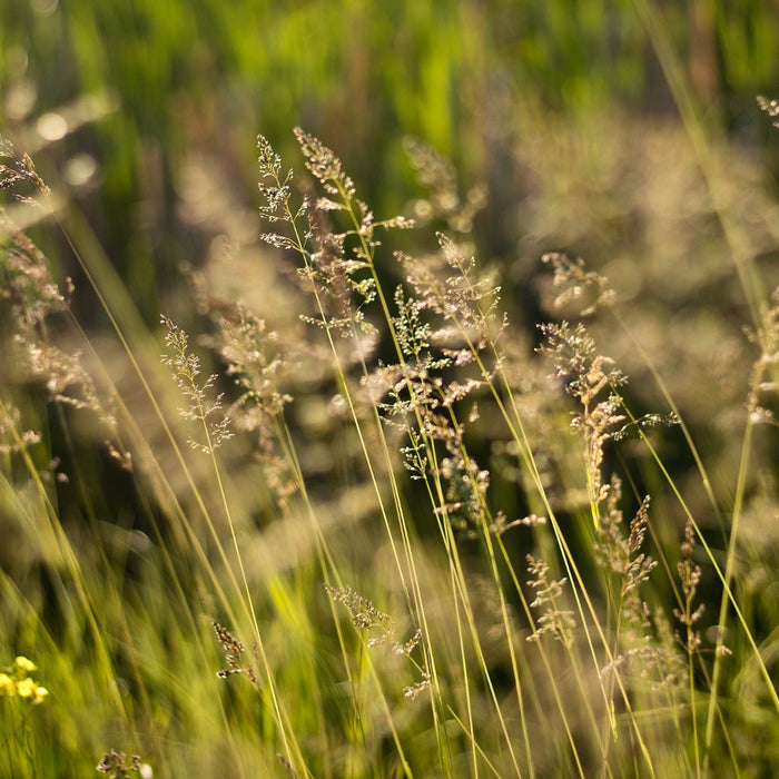 Close-up of Prairie Dropseed flower panicles rising above fine green blades with airy texture and soft late-summer color