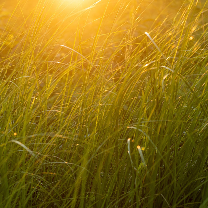 Prairie Dropseed Grass with fine arching foliage, dense clump-forming habit, and elegant rounded ornamental grass shape