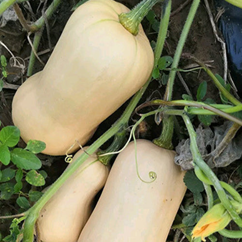 Pumpkin-Squash-Seeds
