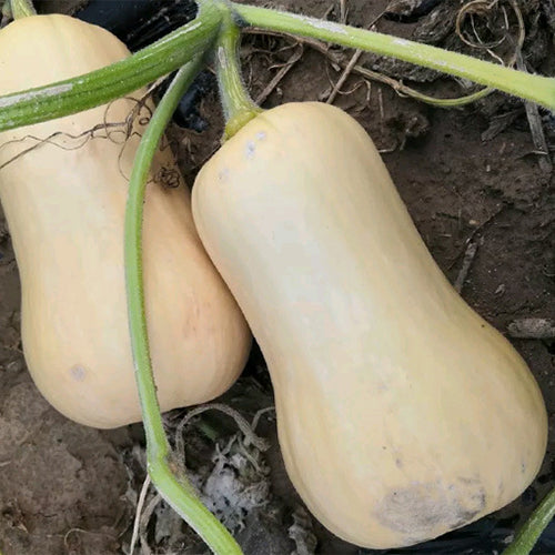 Pumpkin-Squash-Seeds