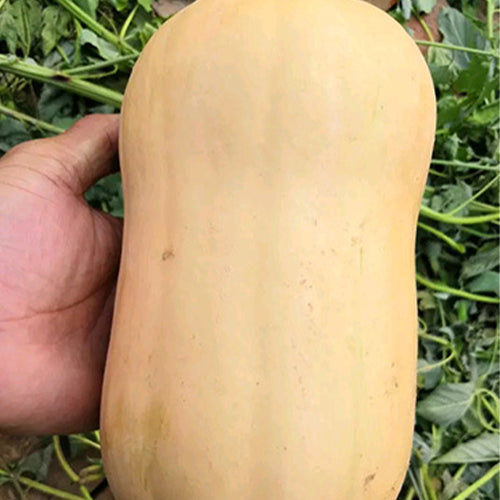 Pumpkin-Squash-Seeds