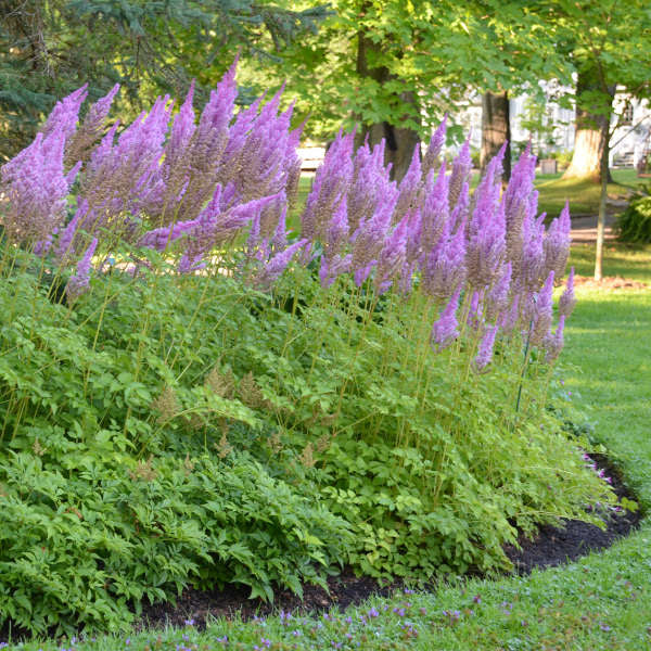 Purple Candles Astilbe with tall violet purple plumes in a moist shade garden