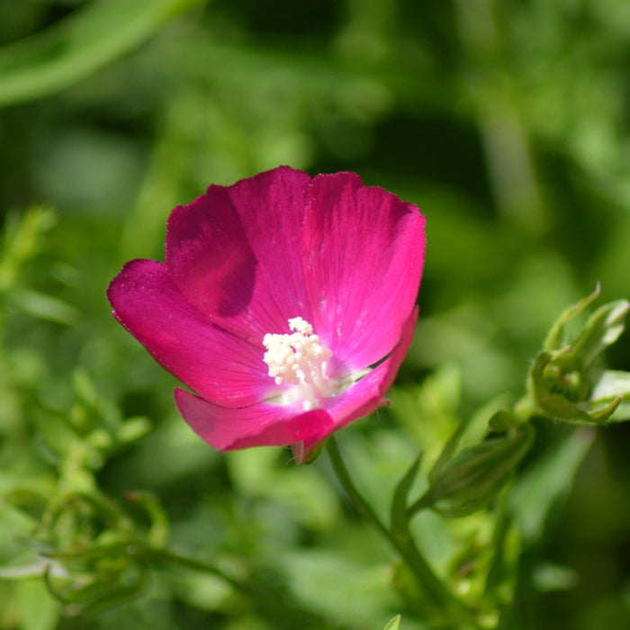 magenta cup-like blooms