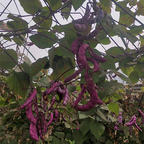 Purple-Soy-Bean-Seeds