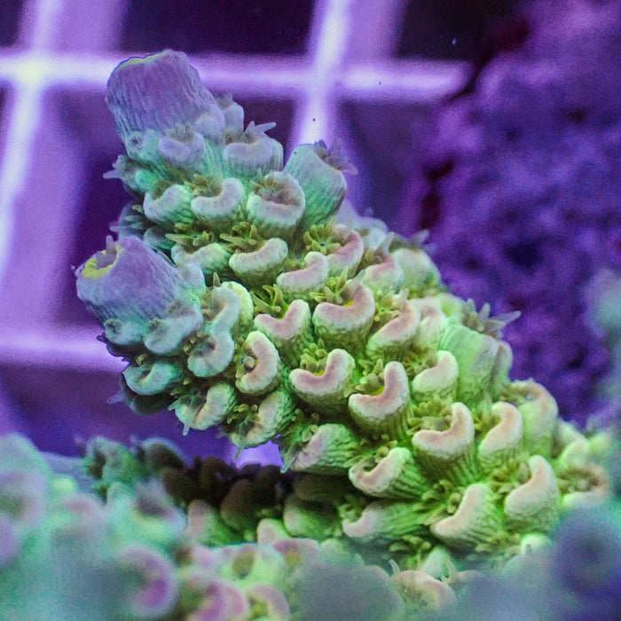 Rainbow Sherbet Surprise Acropora (1” Frag) - Corals Anonymous