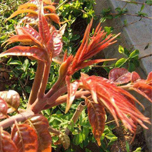 Red-Chinese-Toon-Toona-Sinensis-Seeds